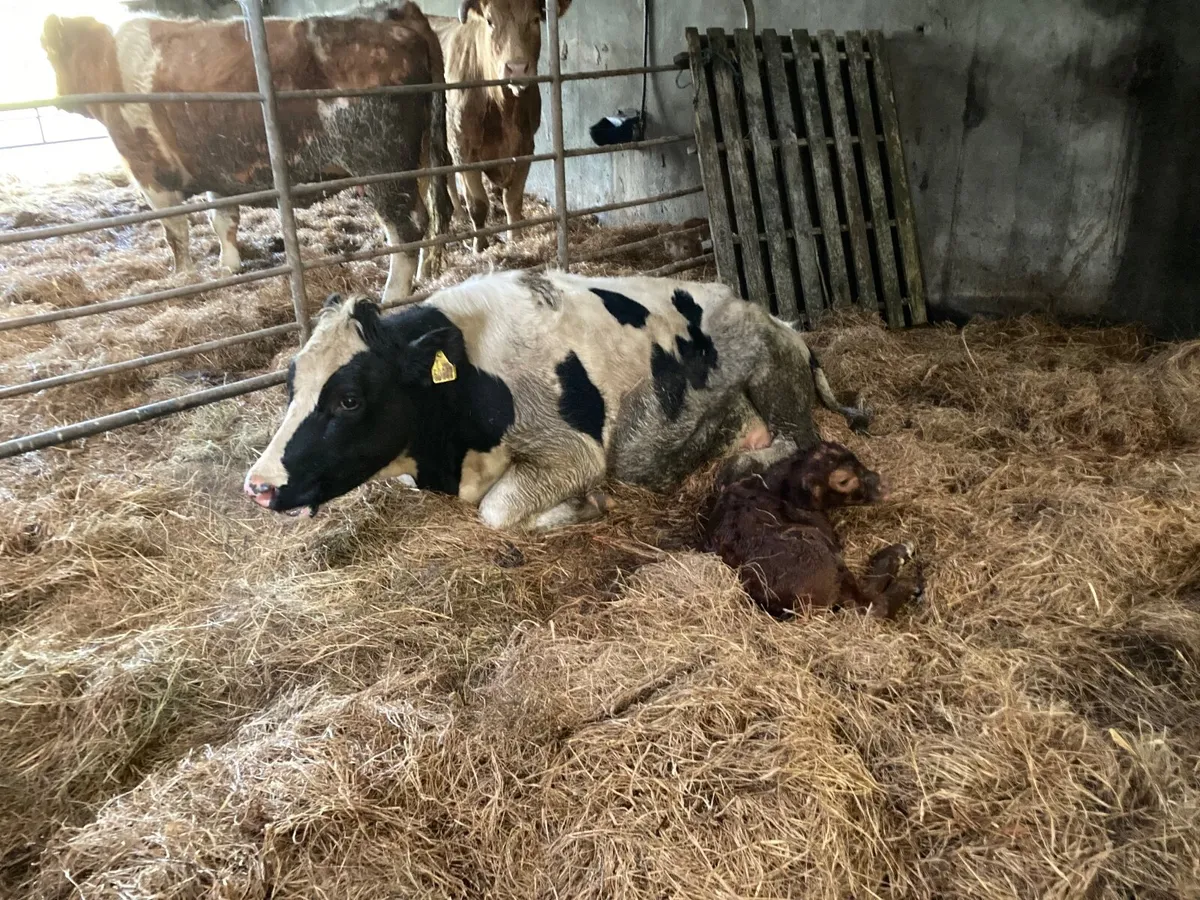 Friesian Hiefer - Image 4