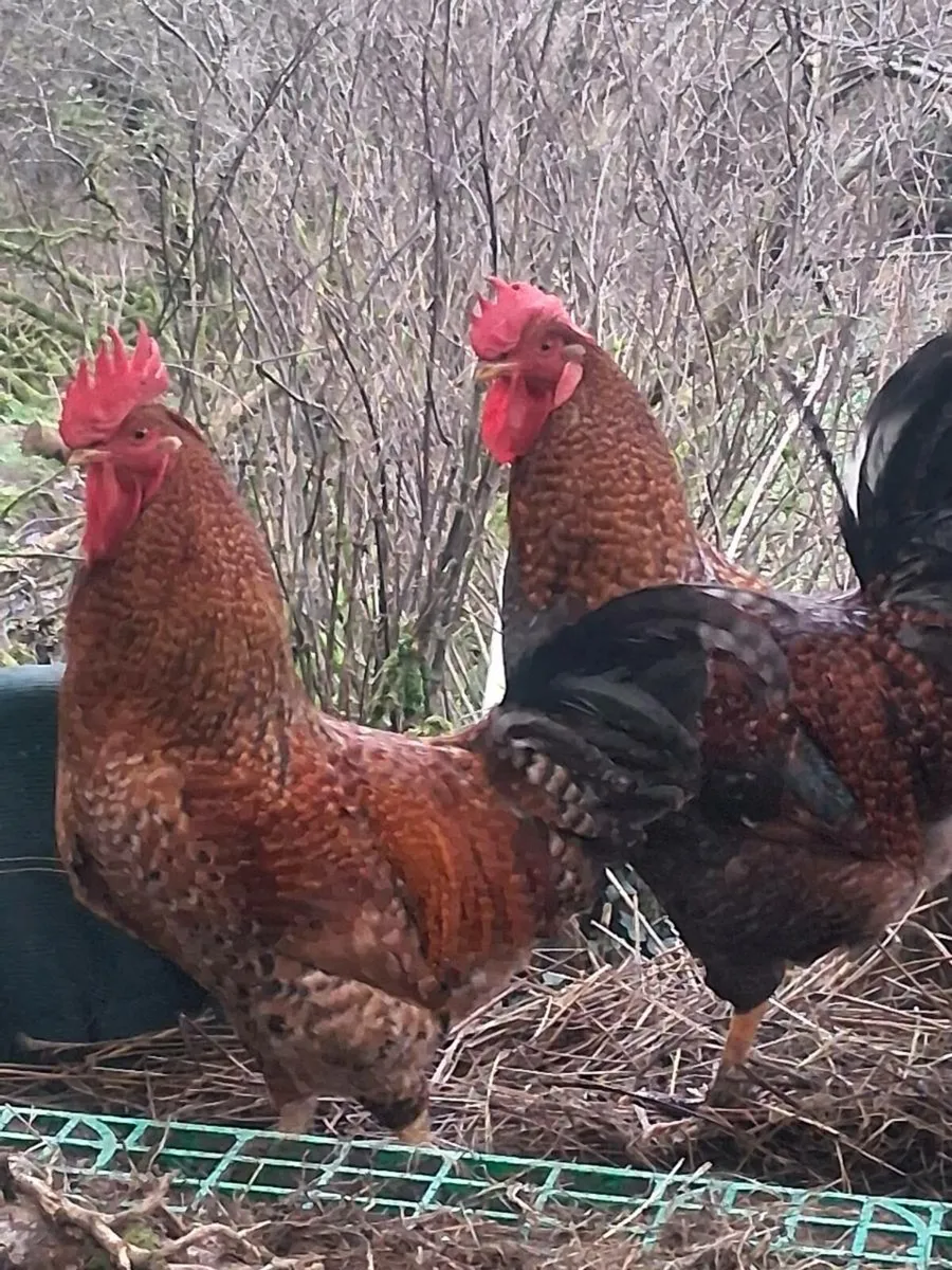 Rhode Island red cross roosters - Image 1