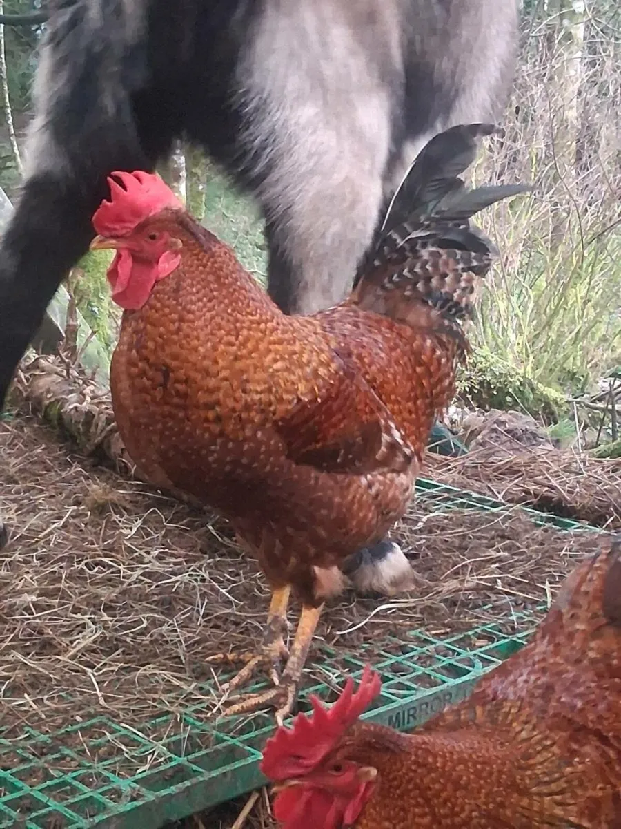 Rhode Island red cross roosters - Image 2