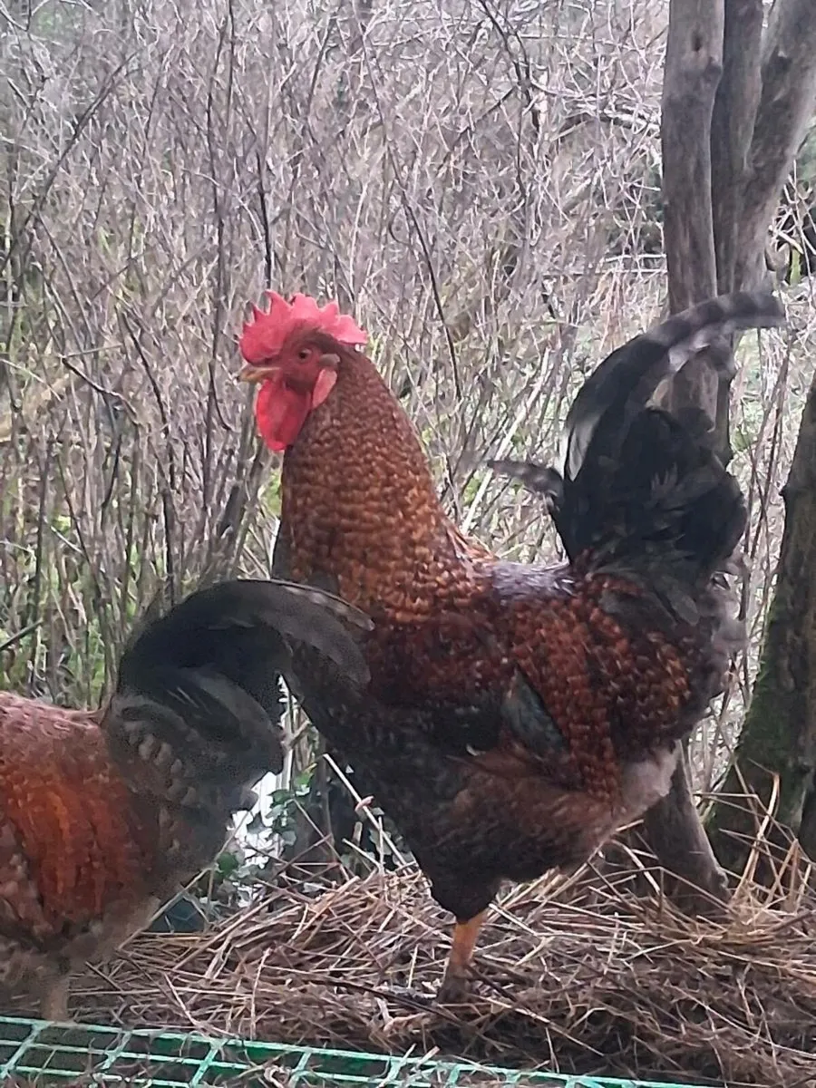 Rhode Island red cross roosters - Image 3