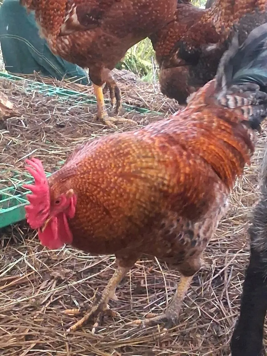 Rhode Island red cross roosters - Image 4