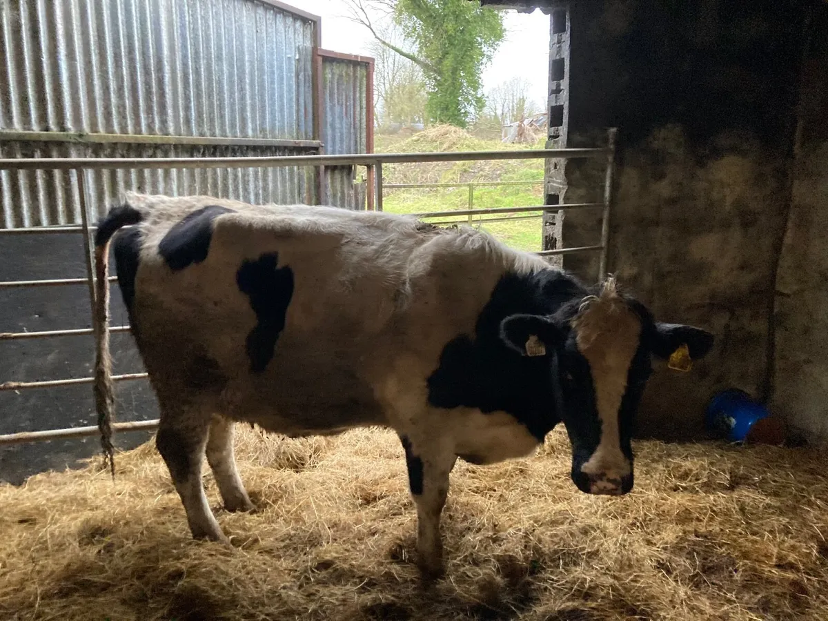 Friesian Hiefer - Image 1