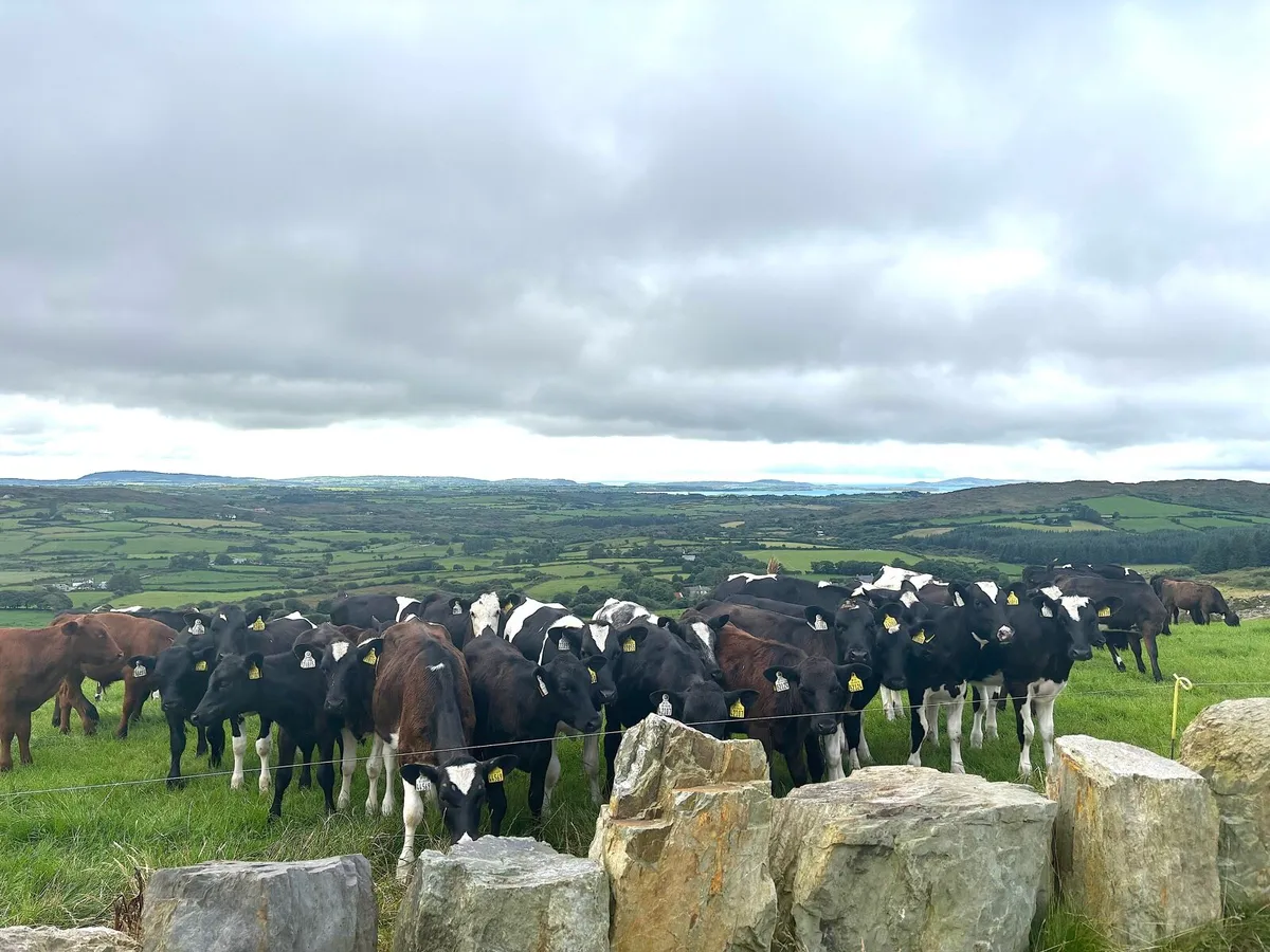 Contract Rearing - Image 1