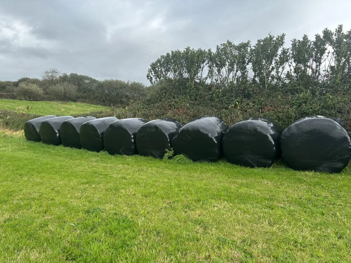9 Round Bales of silage - Image 1