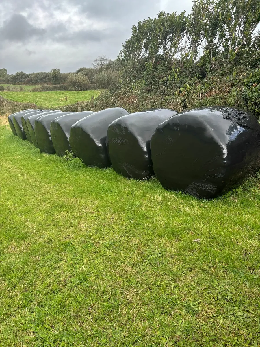 9 Round Bales of silage - Image 2