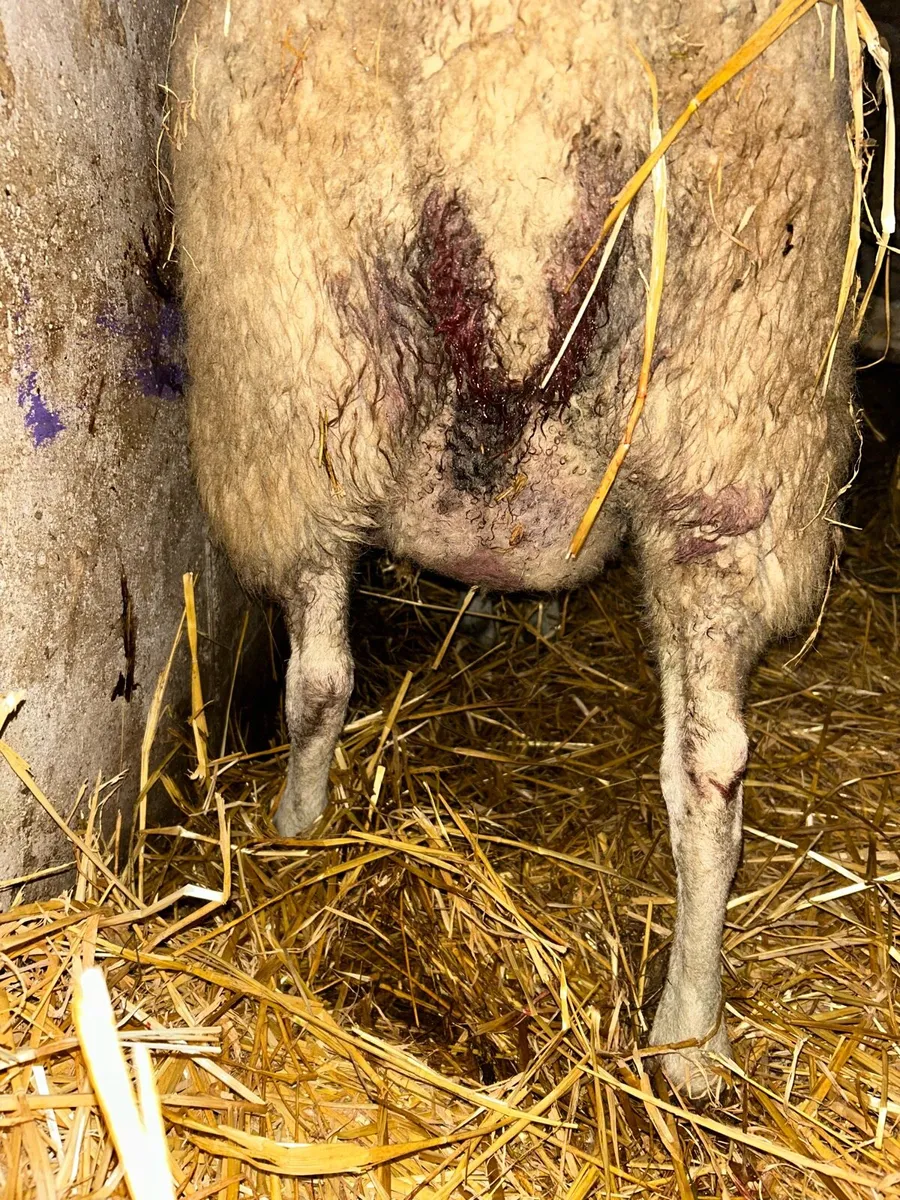 Foster ewe - Image 1