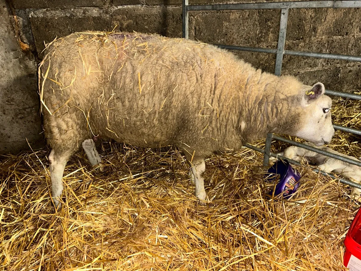 Foster ewe - Image 2
