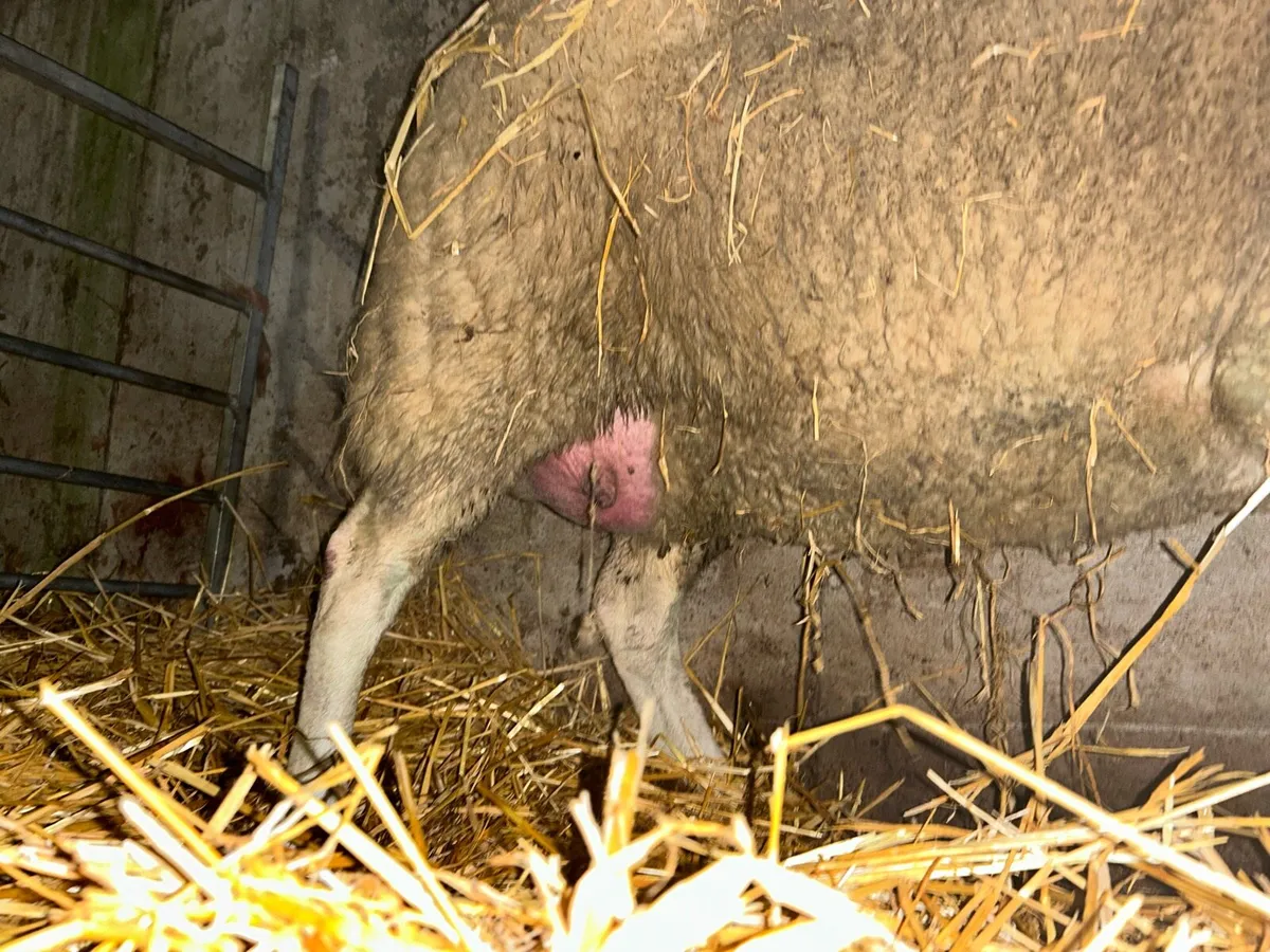 Foster ewe - Image 3