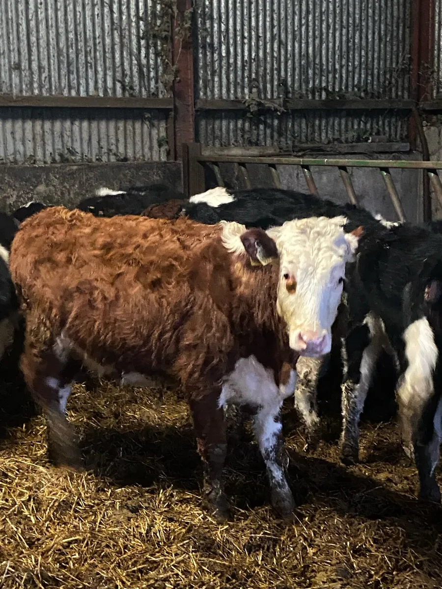 Hereford heifers - Image 2