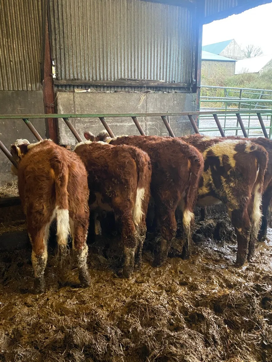 Hereford heifers - Image 1