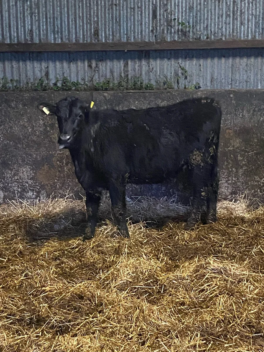 Hereford heifers - Image 4