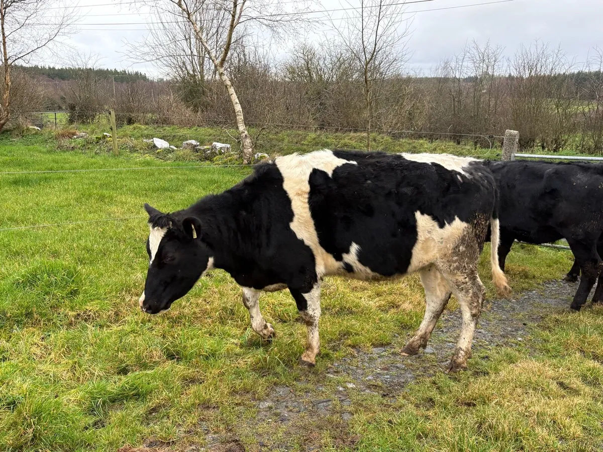 Friesian heifer sale. Castlerea mart 5th Feb - Image 1