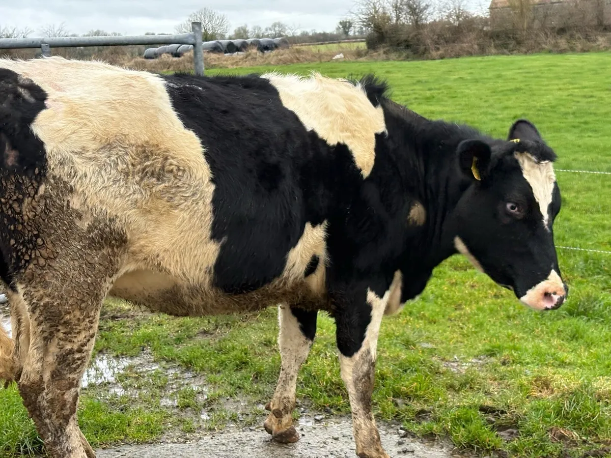 Friesian heifer sale. Castlerea mart 5th Feb - Image 2