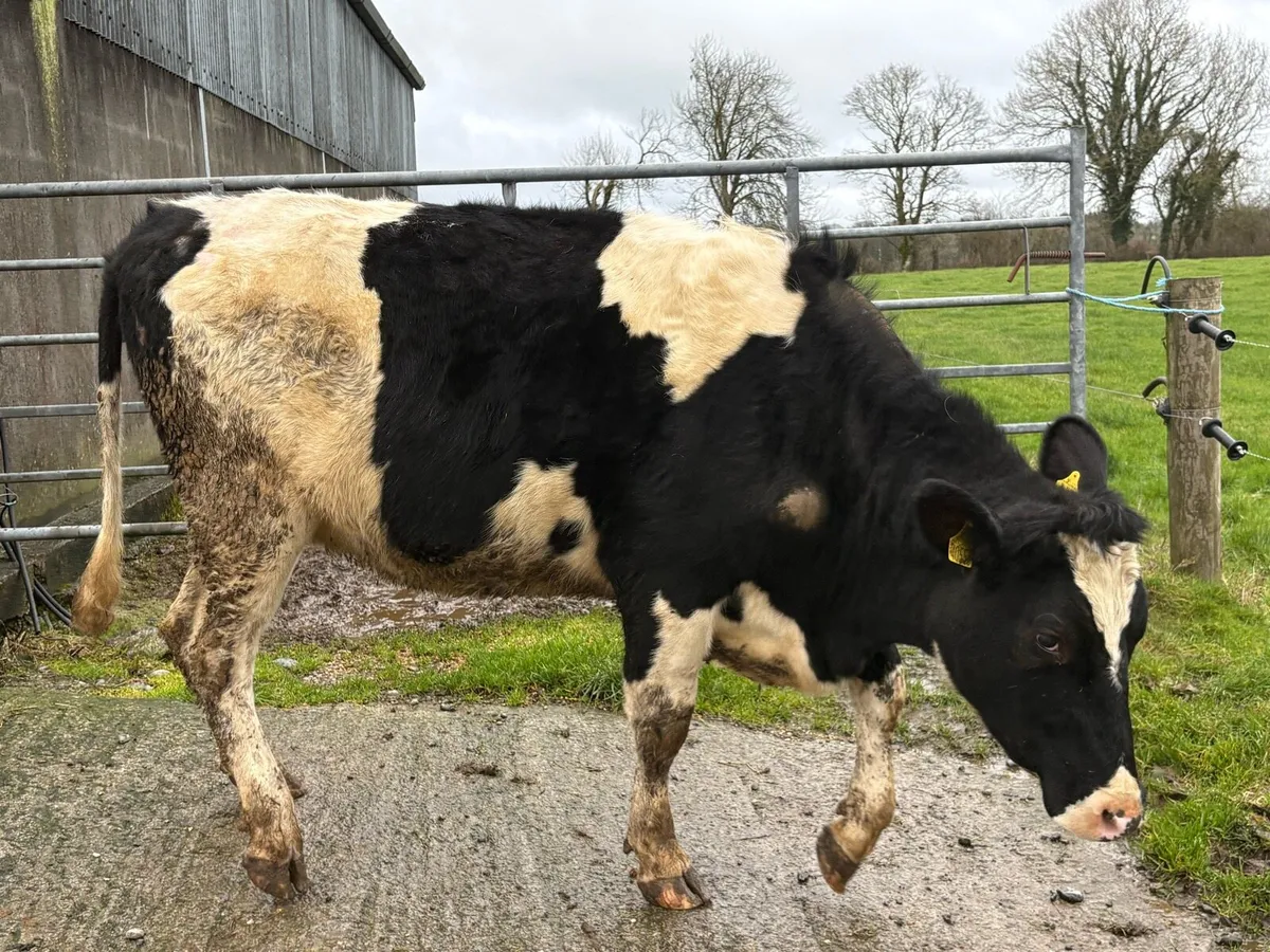 Friesian heifer sale. Castlerea mart 5th Feb - Image 3