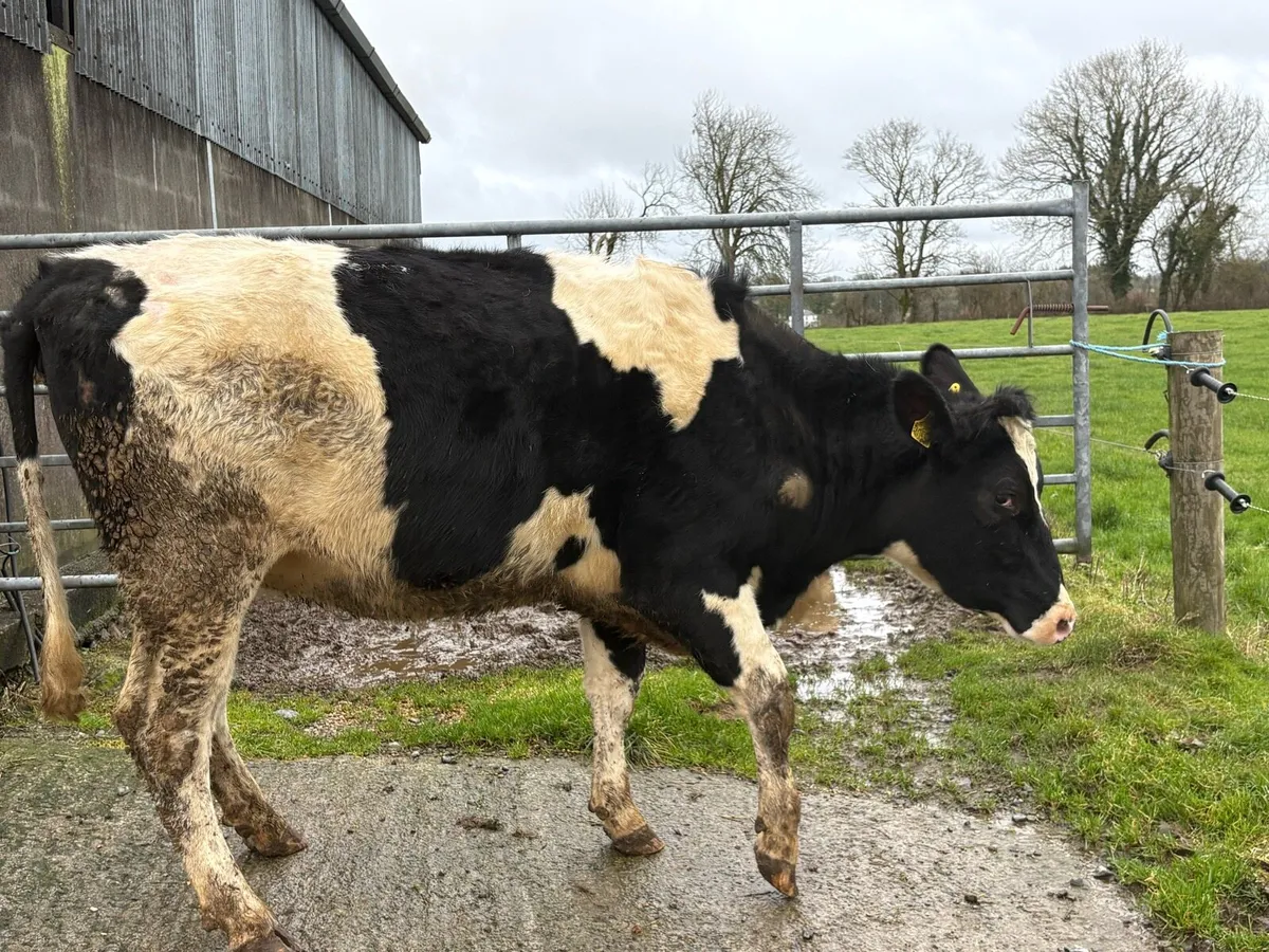 Friesian heifer sale. Castlerea mart 5th Feb - Image 4