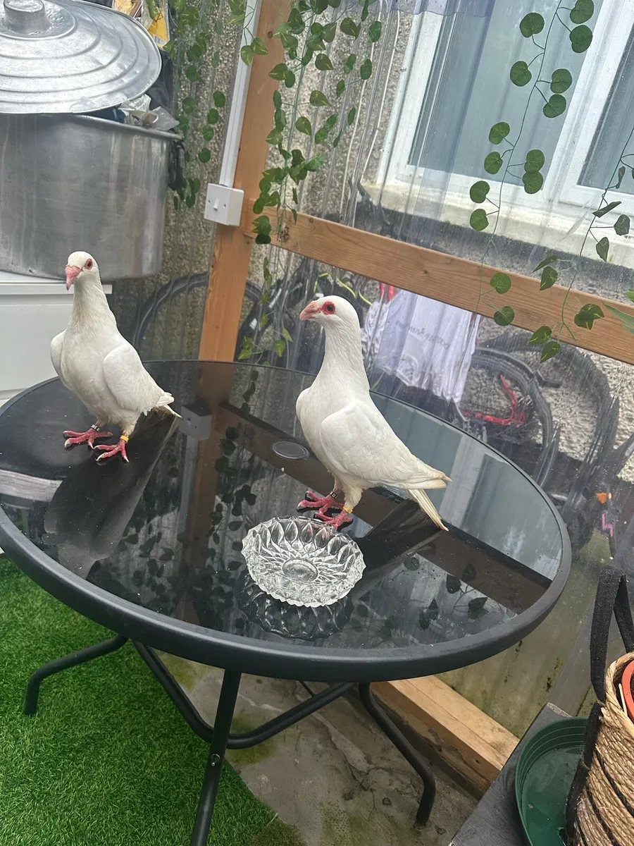 Pigeons - Image 1
