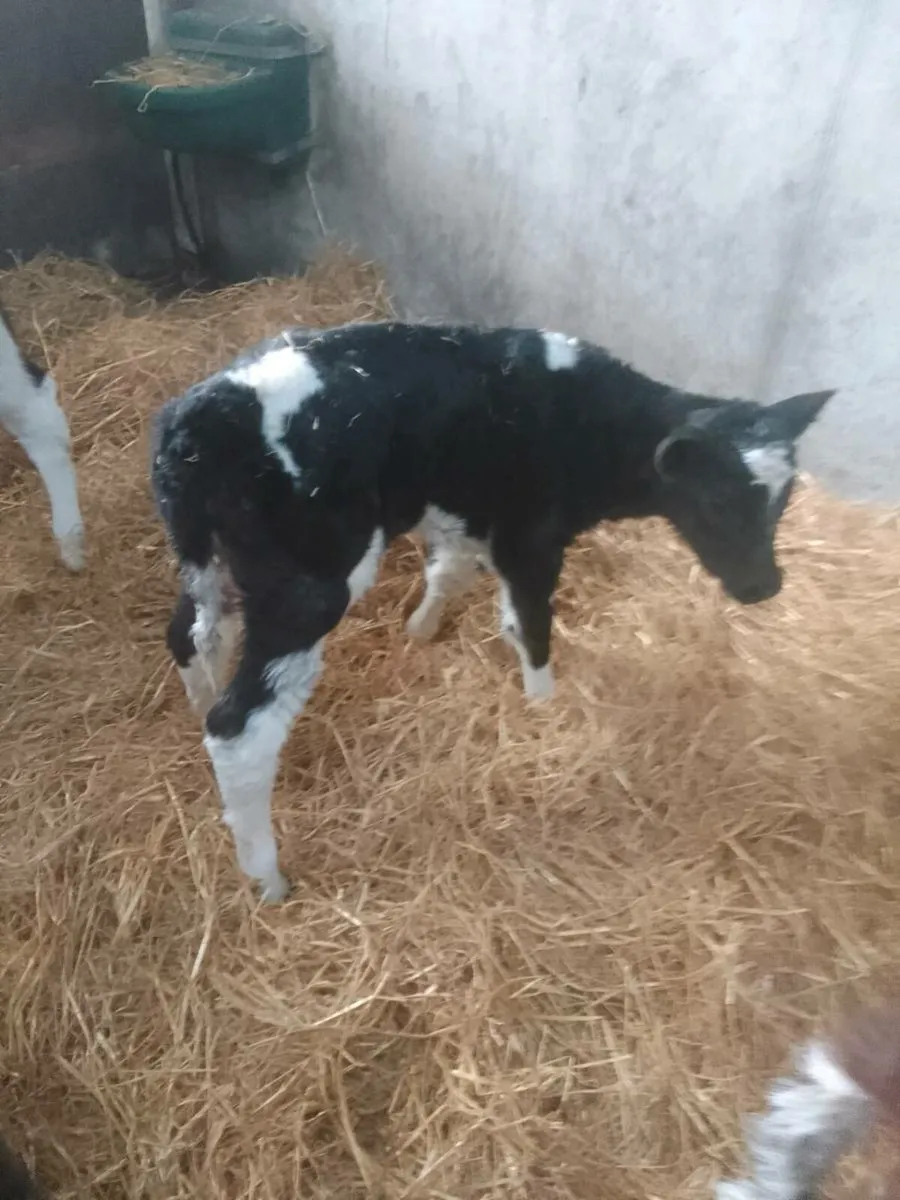 Calves - Image 2
