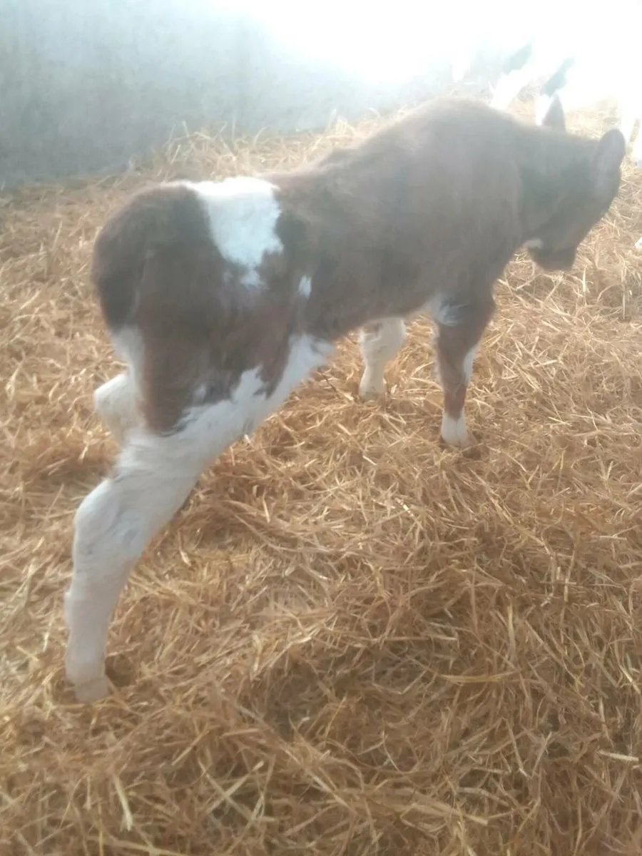 Calves - Image 1