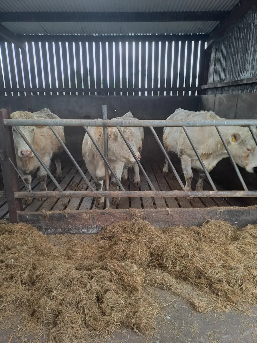 6 Springers for sale this Saturday in Balla Mart - Image 1