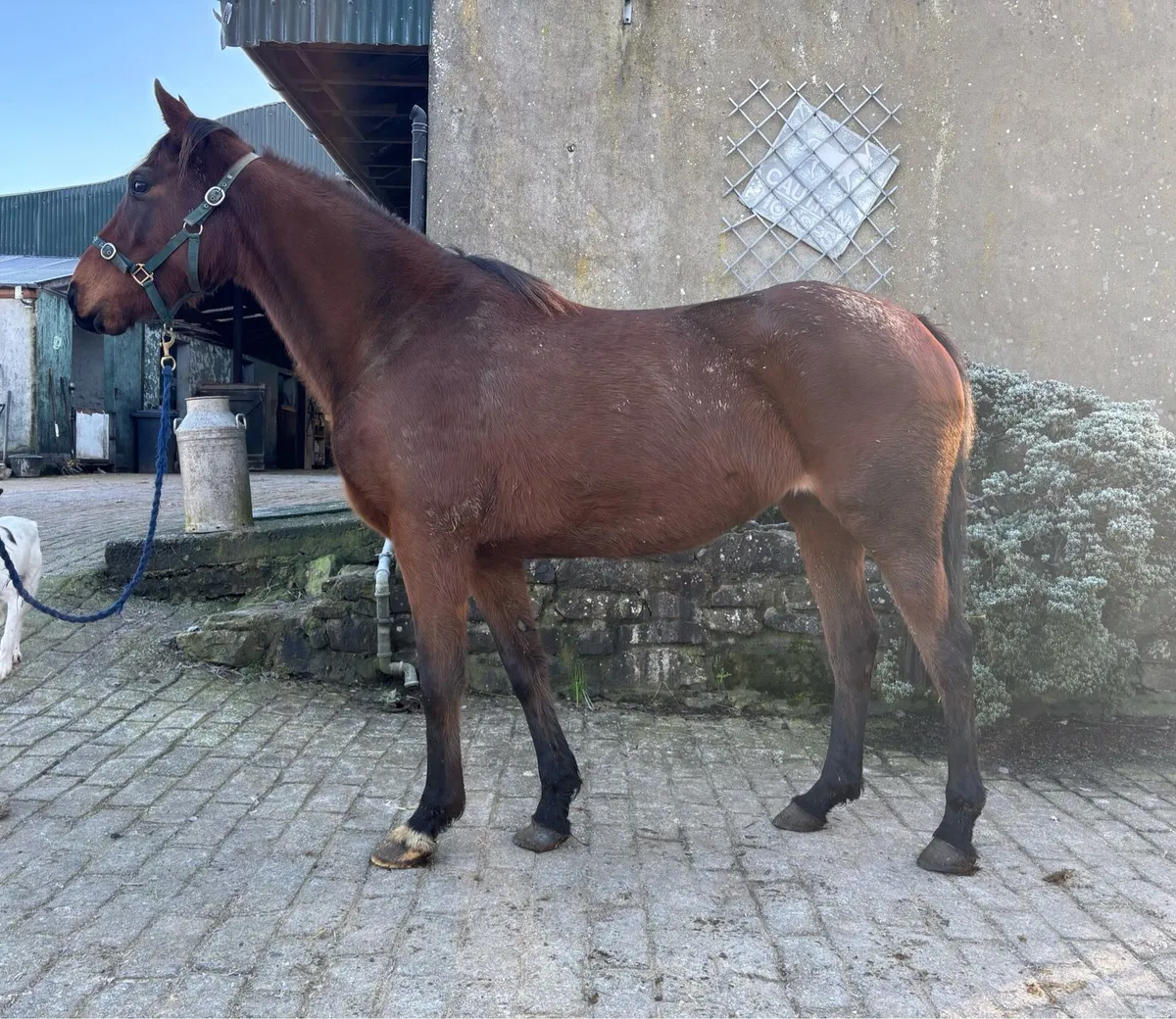 Project prospect - Image 1