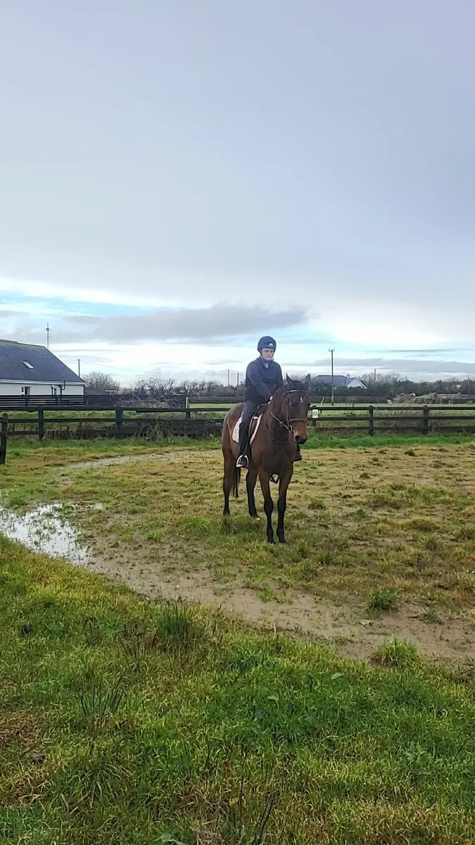 5yo 16hh Bay Gelding - Image 2