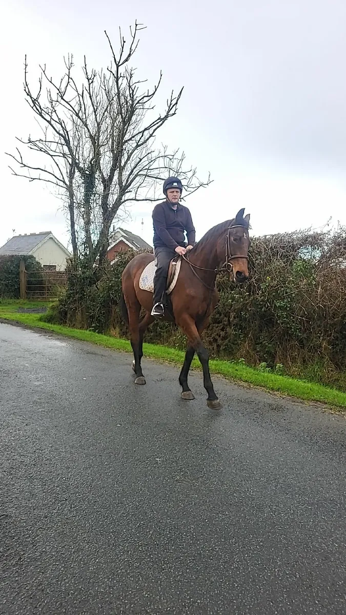 5yo 16hh Bay Gelding - Image 1