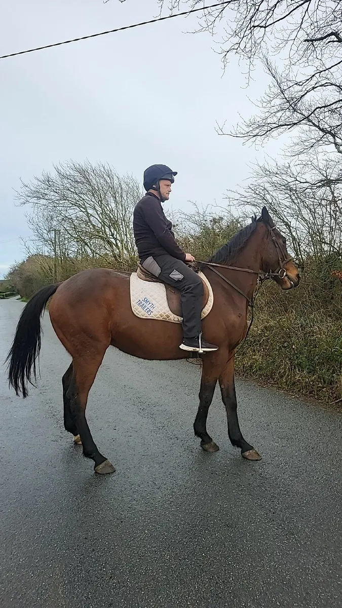 5yo 16hh Bay Gelding - Image 3