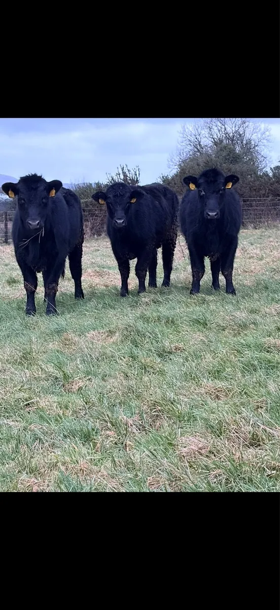 Pedigree Non registered Angus Heifers - Image 1