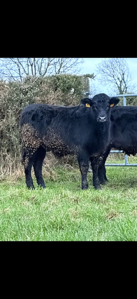 Pedigree Non registered Angus Heifers - Image 4