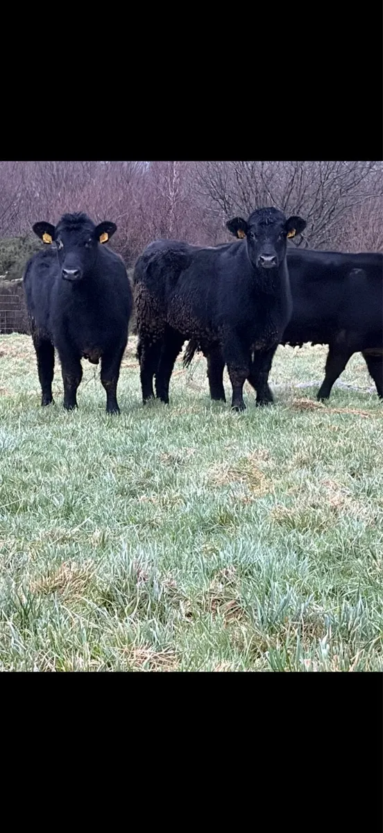 Pedigree Non registered Angus Heifers - Image 2