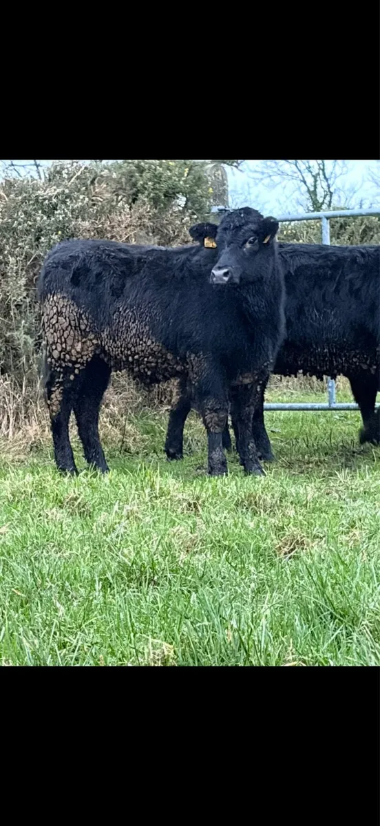 Pedigree Non registered Angus Heifers - Image 3