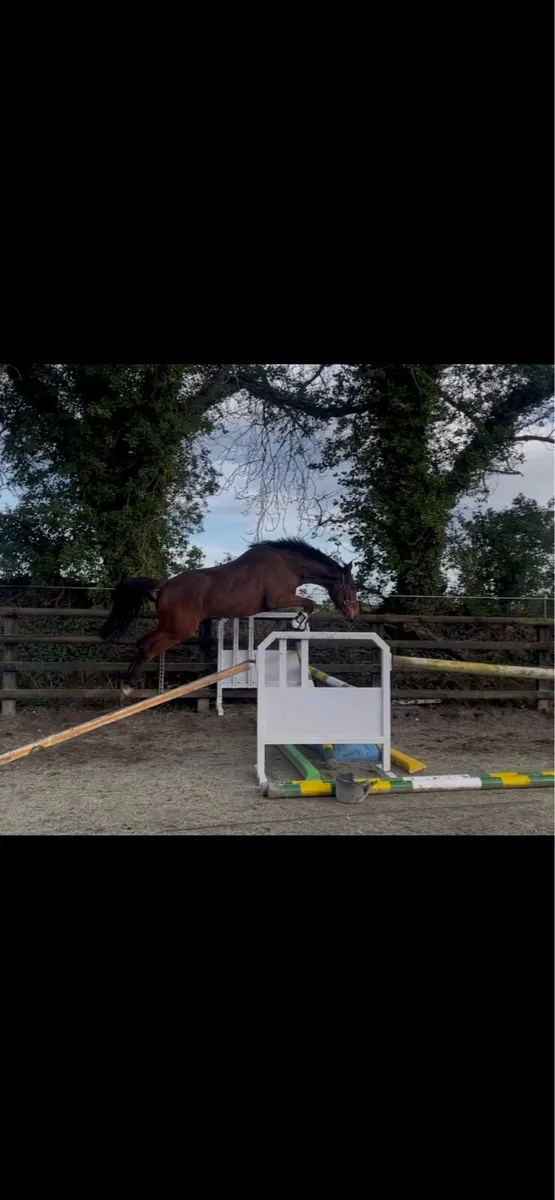 Quality Gelding - Image 2