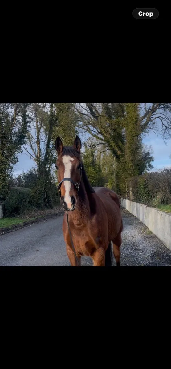 Quality Gelding - Image 3