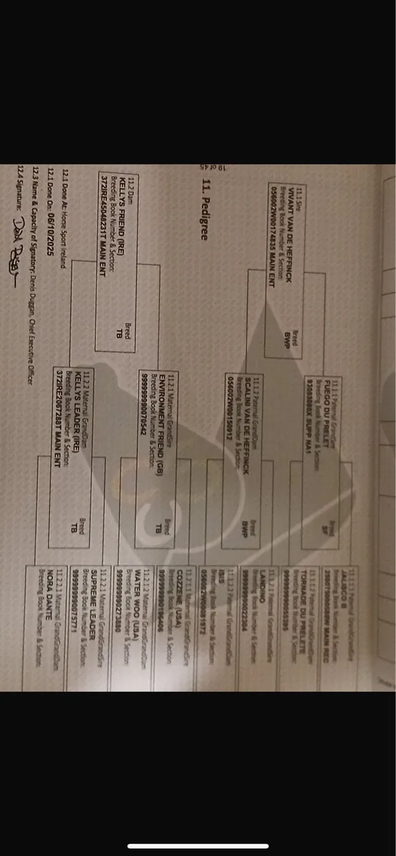 Quality Gelding - Image 4