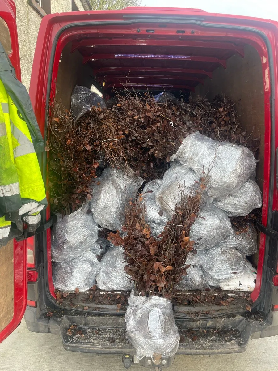 Bareroot planting - Image 3