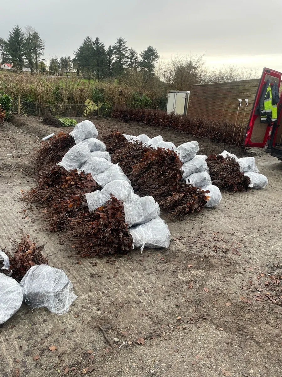 Bareroot planting - Image 4
