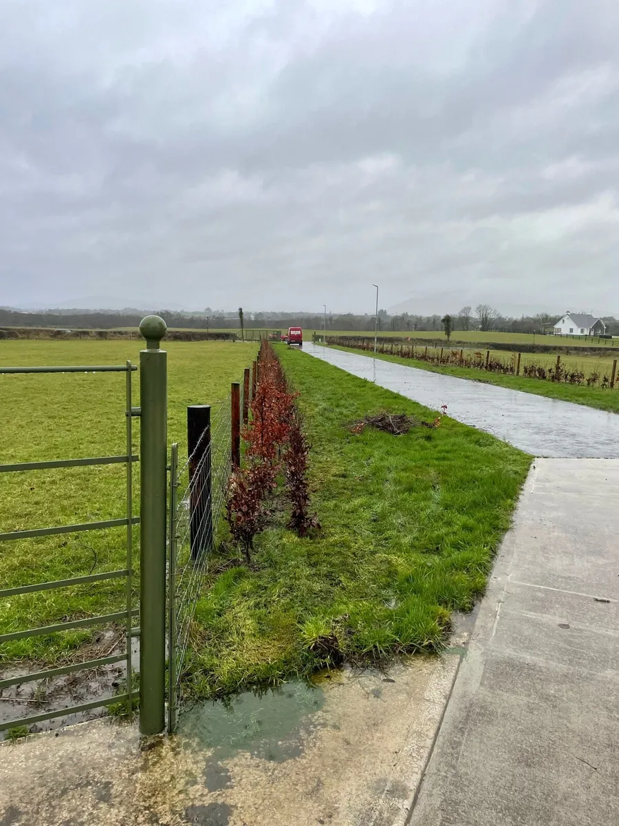 Bareroot planting - Image 1