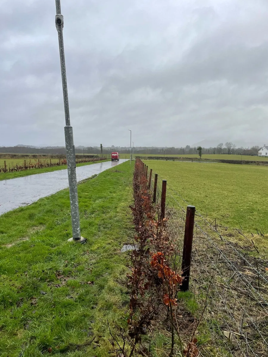 Bareroot planting - Image 2