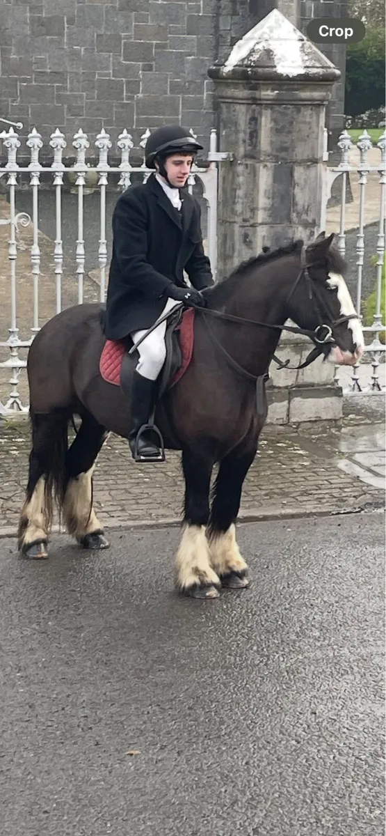 Super Hunting Pony - Image 1