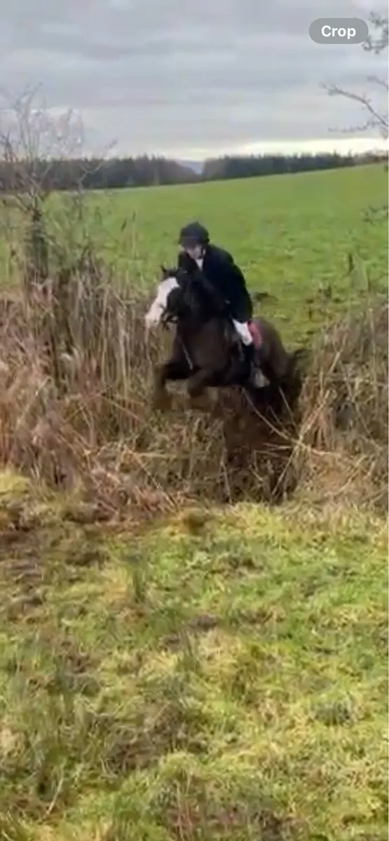 Super Hunting Pony - Image 2