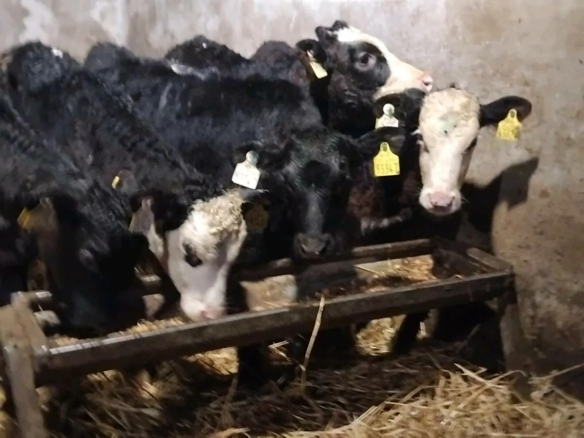 5 Reared Heifer Calves - Image 2