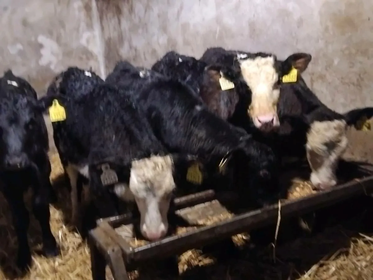 5 Reared Heifer Calves - Image 1