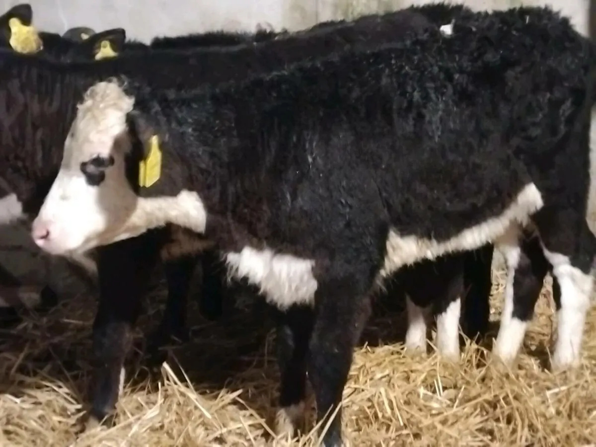 5 Reared Heifer Calves - Image 3
