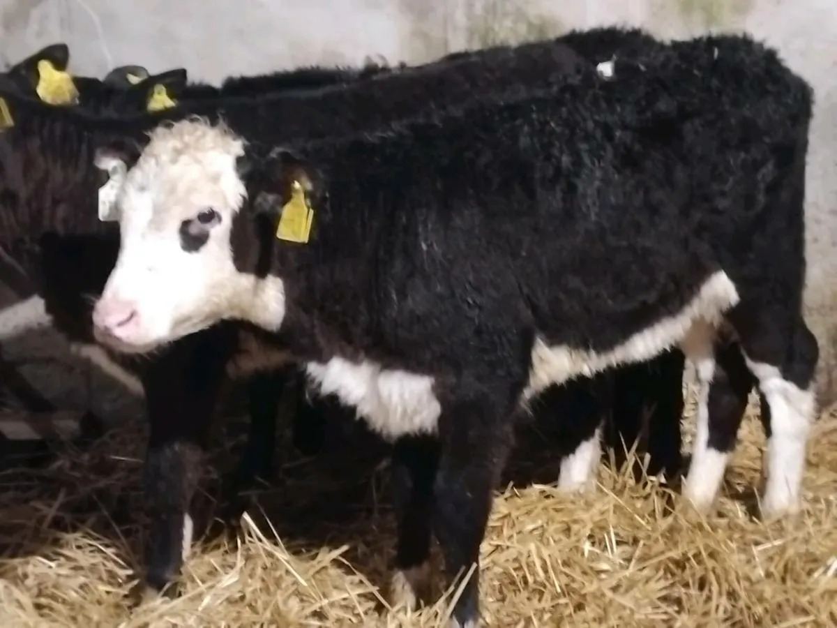 5 Reared Heifer Calves - Image 4
