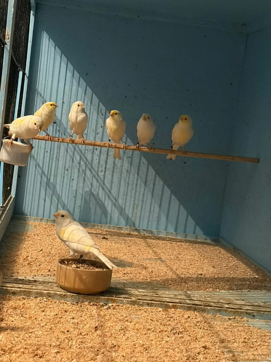 Canaries - Image 1