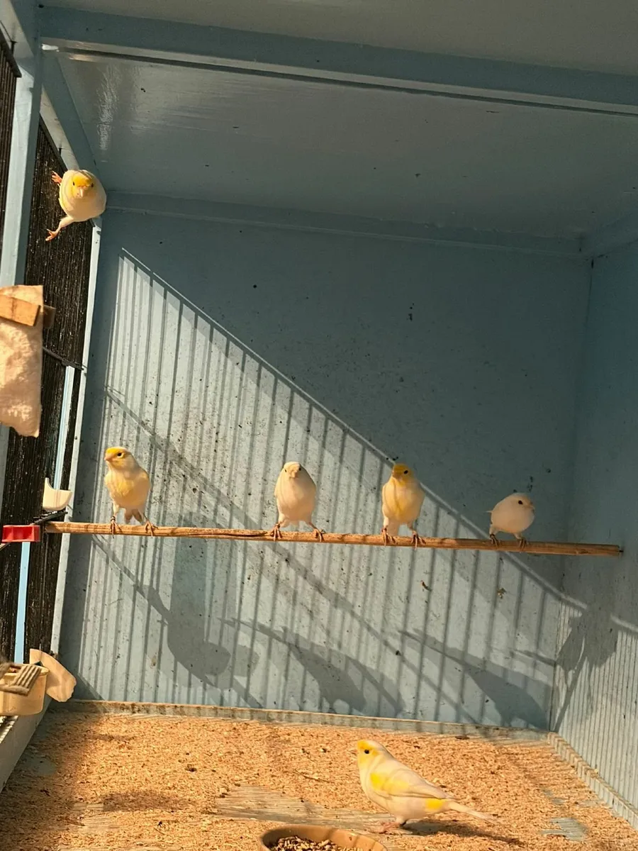 Canaries - Image 2