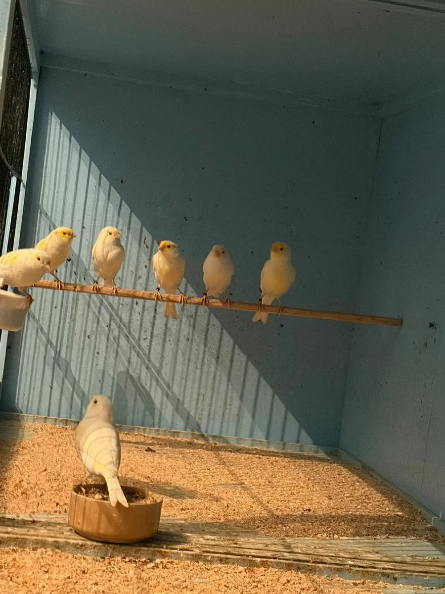 Canaries - Image 3