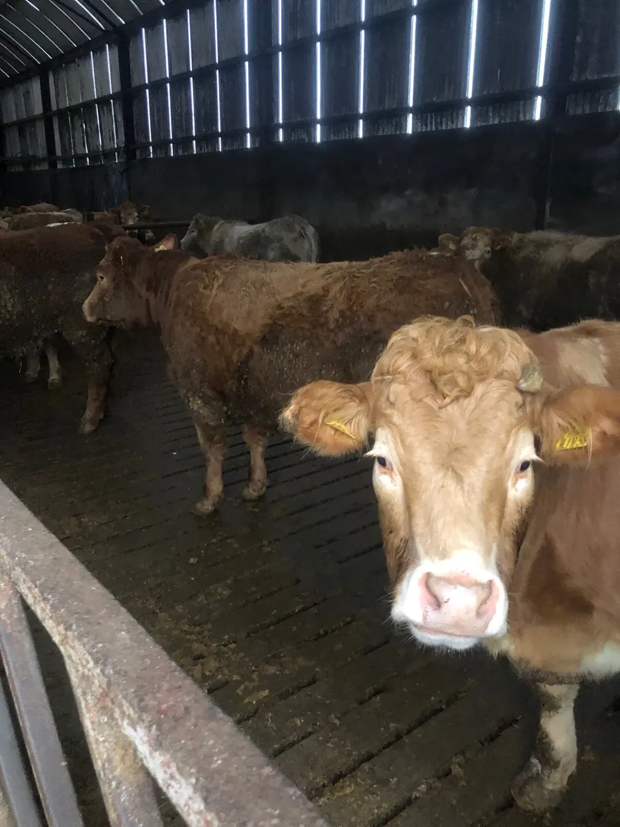 Beef Cattle - Image 1