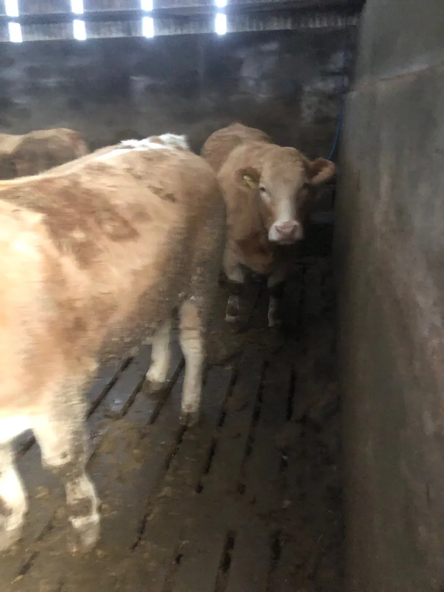 Beef Cattle - Image 2