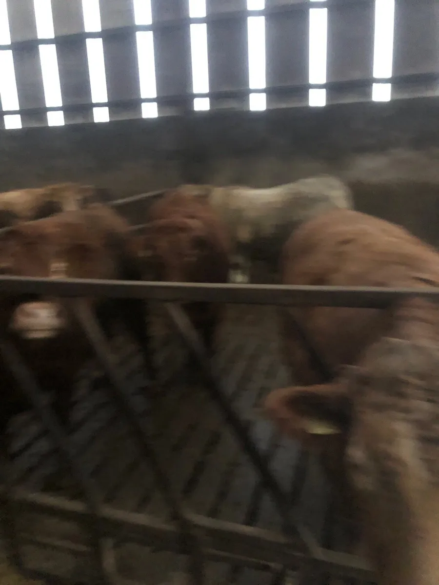 Beef Cattle - Image 3